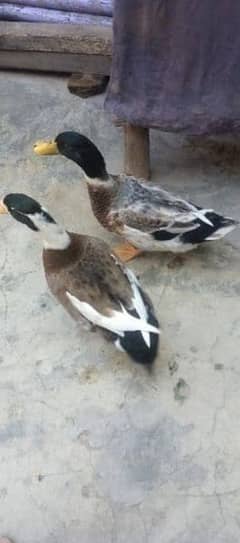 duck fot sale urgent