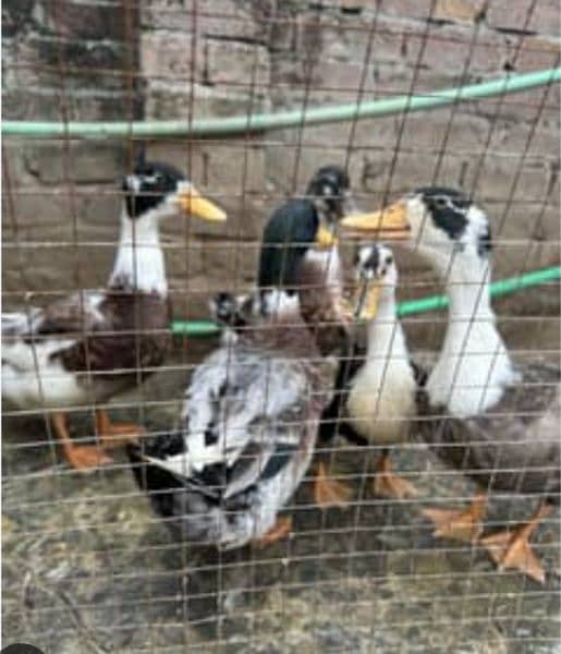 duck fot sale urgent and ( shamo aseel murgi Price 6000 ) 1