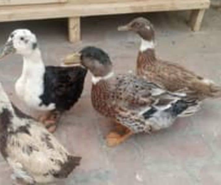 duck fot sale urgent and ( shamo aseel murgi Price 6000 ) 2