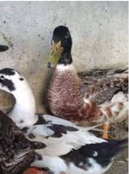 duck fot sale urgent and ( shamo aseel murgi Price 6000 ) 3