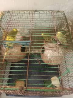 Bajri parrots with cage