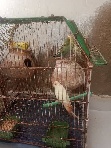 Bajri parrots with cage 1