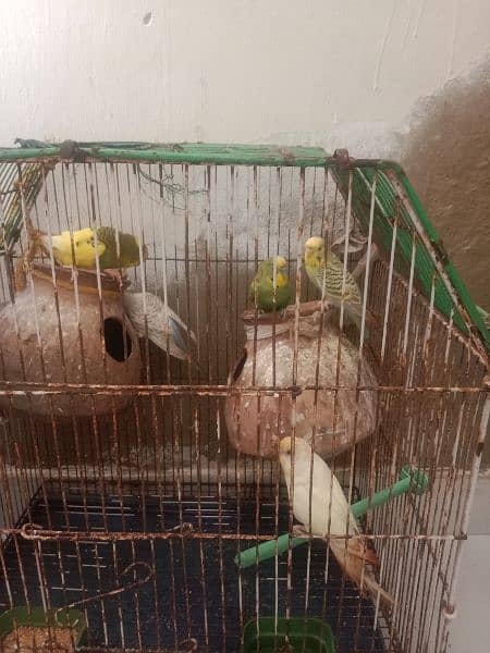 Bajri parrots with cage 2