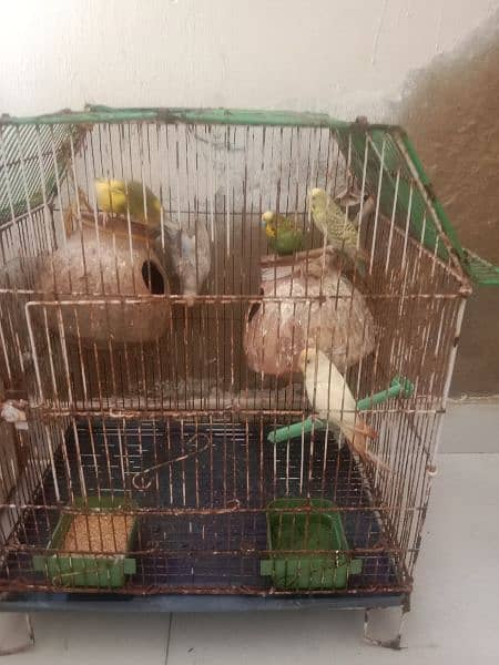 Bajri parrots with cage 3