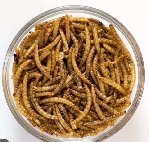 dry worms 1