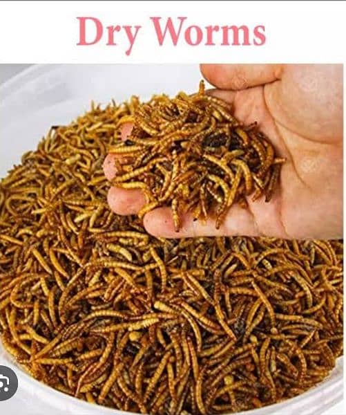 dry worms 2