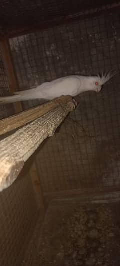 ino female for sale