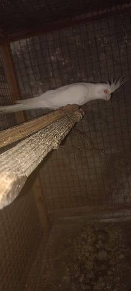 ino female for sale 0