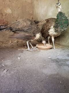 Black Shoulder peacock chicks pair