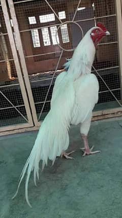 Heera Aseel Paper White Breed Fresh Or Fertile Eggs Available. . 0