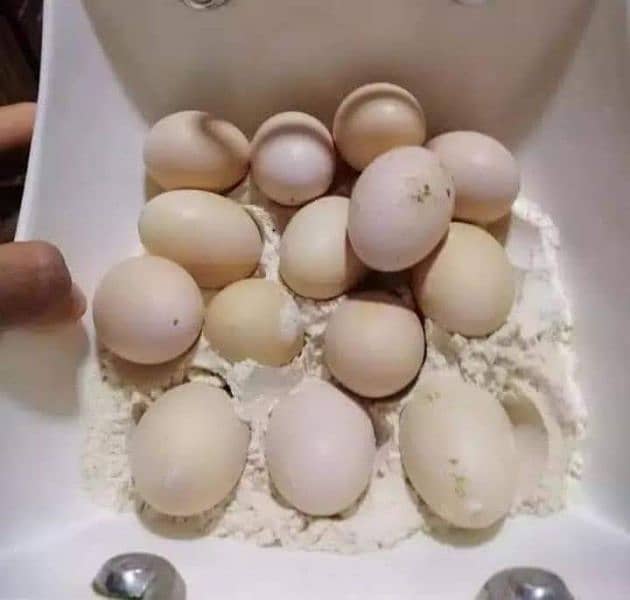 Heera Aseel Paper White Breed Fresh Or Fertile Eggs Available. . 2