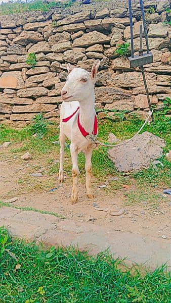 teddi bakri, teddi bachay, tedda bakra, barbari goat, kids, teda 6