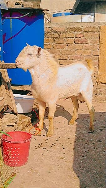 teddi bakri, teddi bachay, tedda bakra, barbari goat, kids, teda 7