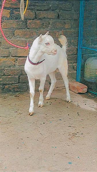 teddi bakri, teddi bachay, tedda bakra, barbari goat, kids, teda 8