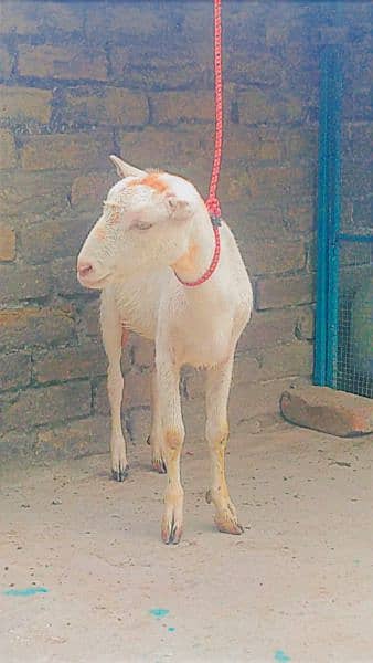 teddi bakri, teddi bachay, tedda bakra, barbari goat, kids, teda 9