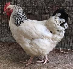 Light Sussex breeder female(F1 breed) available (on molting)