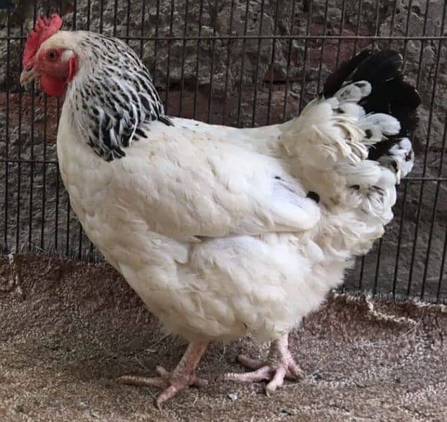 Light Sussex breeder female(F1 breed) available (on molting) 0