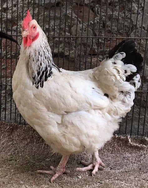 Light Sussex breeder female(F1 breed) available (on molting) 1