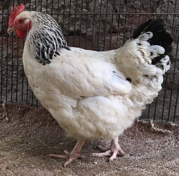 Light Sussex breeder female(F1 breed) available (on molting) 2