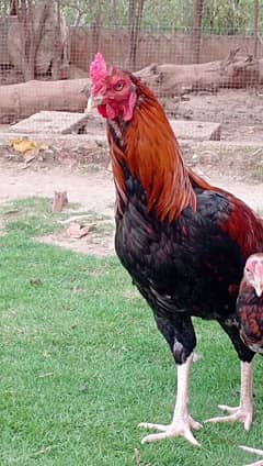 aseel hens pathay and murgay for sale