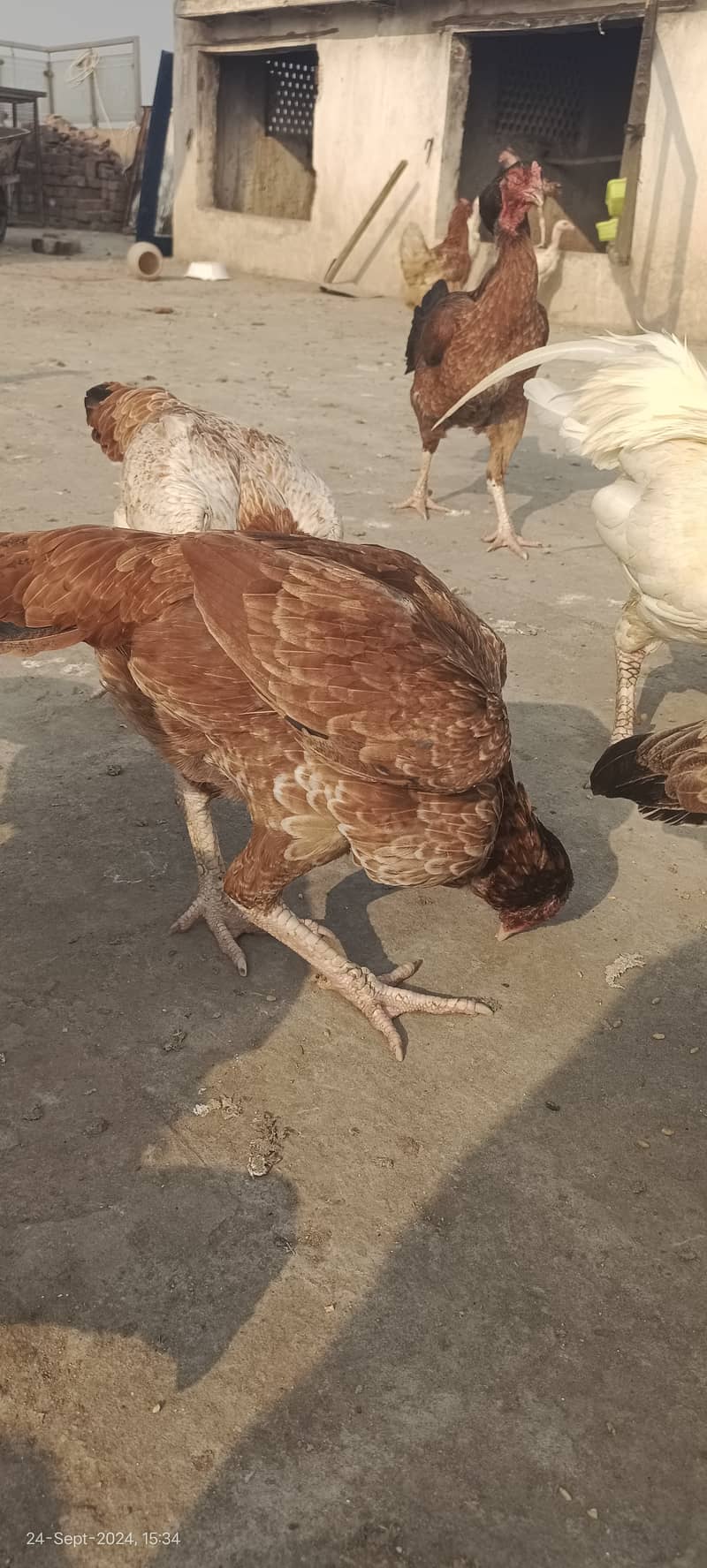 1800 per kg aseel murgain / aseel chicks 2200 per kg | aseel murga 1