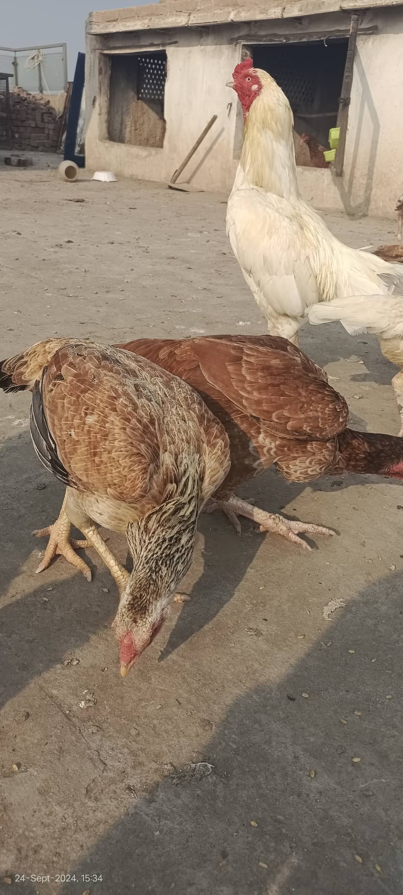 1800 per kg aseel murgain / aseel chicks 2200 per kg | aseel murga 2