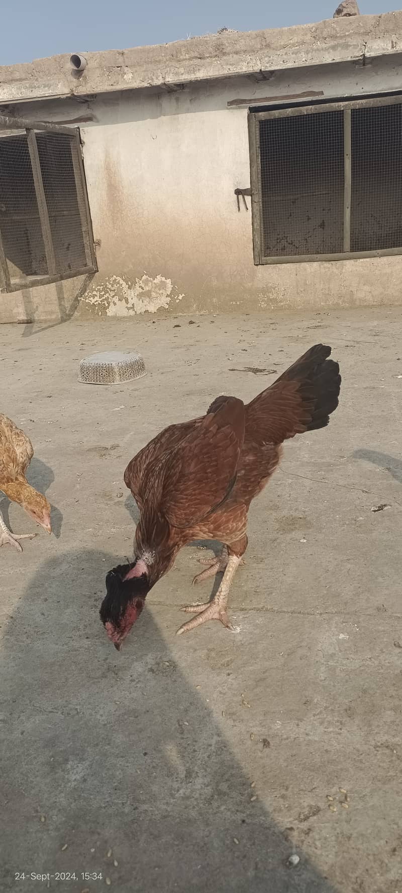 1800 per kg aseel murgain / aseel chicks 2200 per kg | aseel murga 3