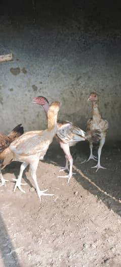 Aseel Chicks for sale | aseel murgi | aseel madi for sale