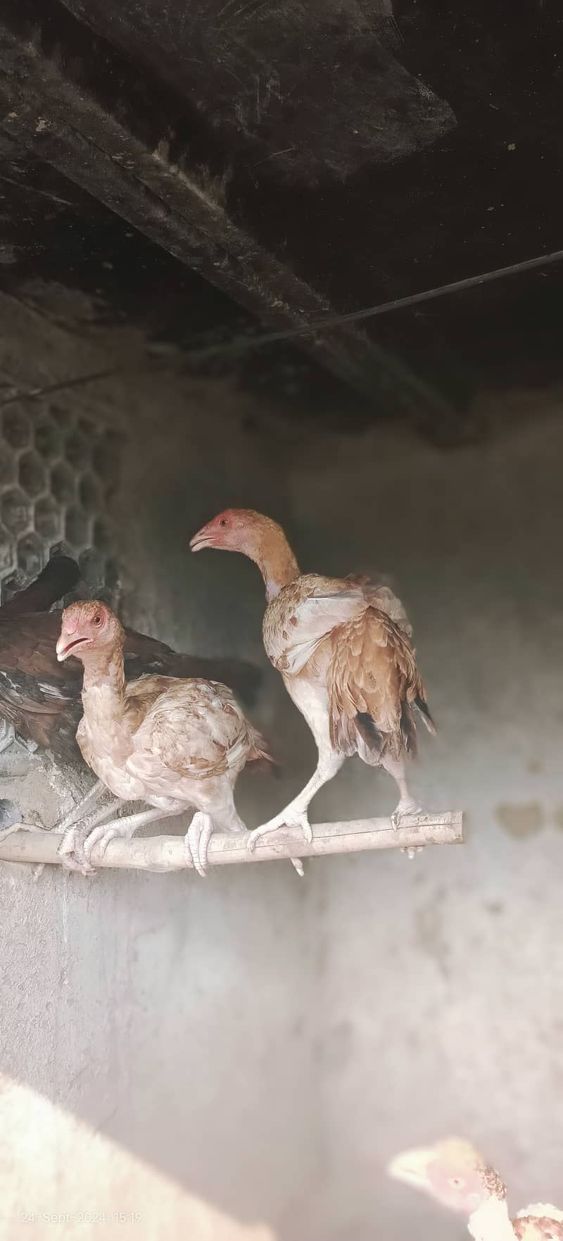 1800 per kg aseel murgain / aseel chicks 2200 per kg | aseel murga 5