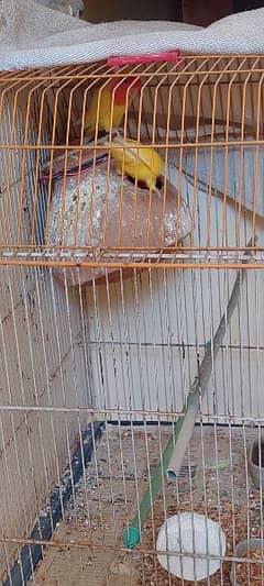 lovebird for sale