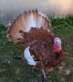 Adult turkey male