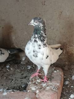 Pigeon Females and Kumray pair