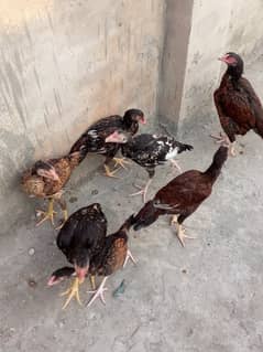 Aseel pair and chicks for sale