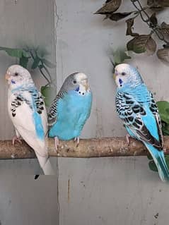 bugies parrot pair / 1 bugie female