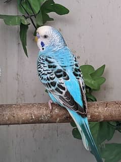 bugies parrot, Australian parrot