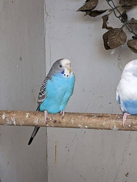 bugies parrot pair / 1 bugie female 3