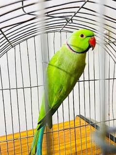 parrot For Sale