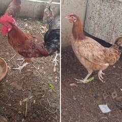 2 hens 1 male and 1 female 0