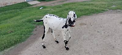 Sargodha female goats