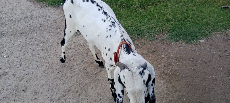 Sargodha female goats 1