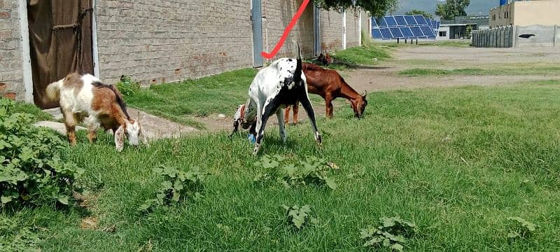 Sargodha female goats 2