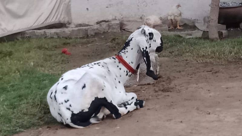 Sargodha female goats 3