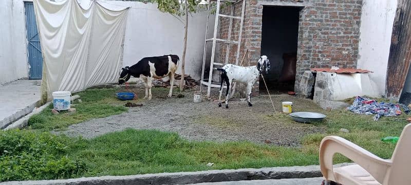 Sargodha female goats 5