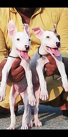 kohait gultair male and female age 2 month for sale available