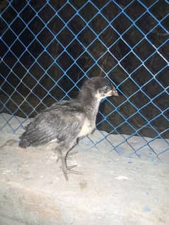 Black Australorp 3 week Chicks Full vaccinated