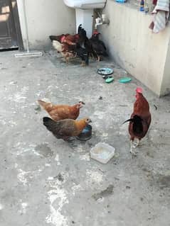 Hen urgently for sale