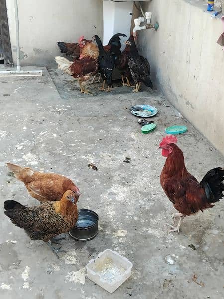 Hen urgently for sale 1