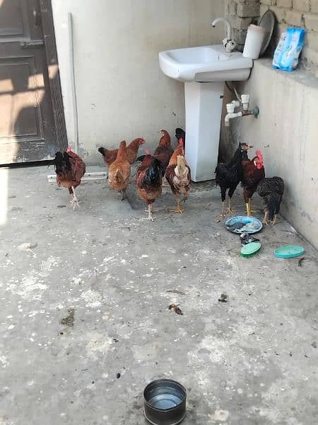 Hen urgently for sale 2