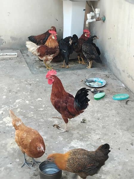 Hen urgently for sale 3