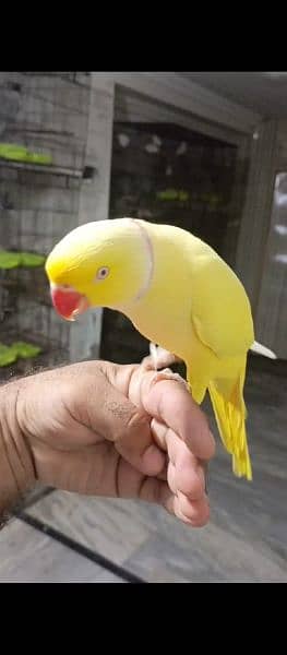 yellow ring tamed talking male blue ring neck 1